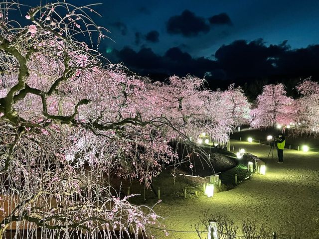 ライトアップされた枝垂れ梅、時間を忘れて見入ってしまいました_鈴鹿の森庭園