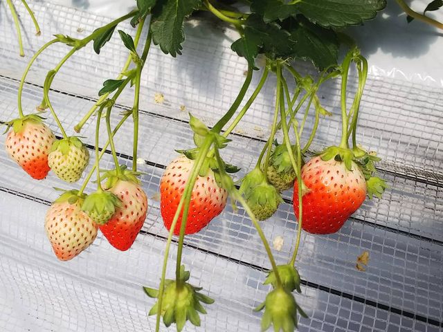 食べごろです。_合志百花園ファーム