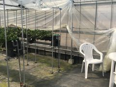 ☆雪の華☆さんのさんいんファームへの投稿写真3