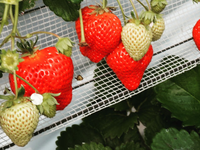 大きくて甘さスッキリ食べやすい_元気farm