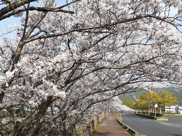 桜のアーチをくぐる散歩_大山田B&G海洋センター周辺の桜(ふれあい並木)