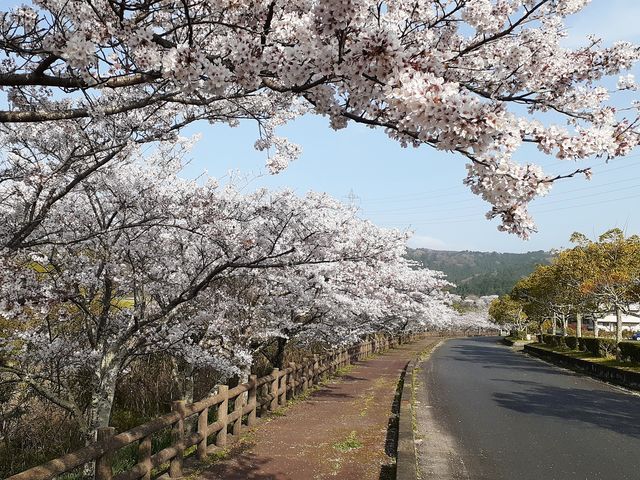 桜並木は500mほど続いています。_大山田B&G海洋センター周辺の桜(ふれあい並木)