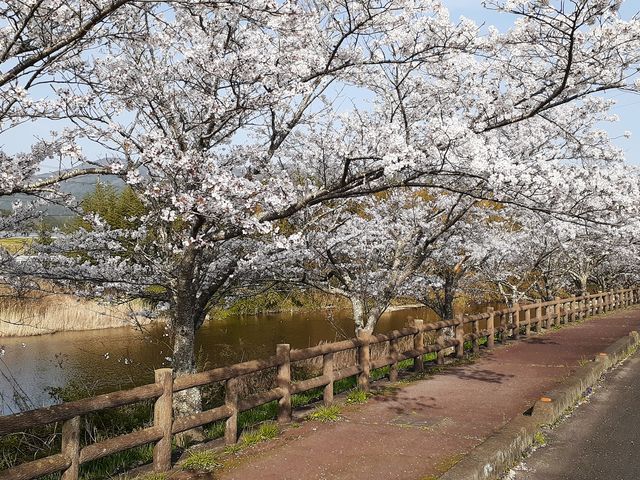 川面の渋い緑色に、うす紅色の桜が浮き立ち優美です。_大山田B&G海洋センター周辺の桜(ふれあい並木)