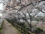 こぼらさんの大山田B&G海洋センター周辺の桜(ふれあい並木)の投稿写真3