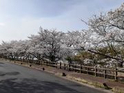 こぼらさんの大山田B&G海洋センター周辺の桜(ふれあい並木)の投稿写真4