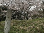 Shotaさんの霞間ケ渓(サクラ)の投稿写真1