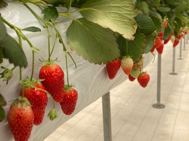 4種類の苺を食べ放題。これは章姫という品種。_カウベルいちご園