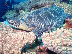さっとんさんのDIVING SHOP RYAAANへの投稿写真1