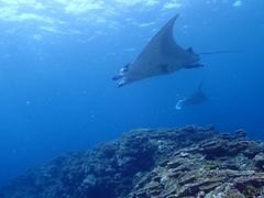 さっとんさんのDIVING SHOP RYAAANへの投稿写真2