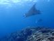 さっとんさんのDIVING SHOP RYAAANへの投稿写真2