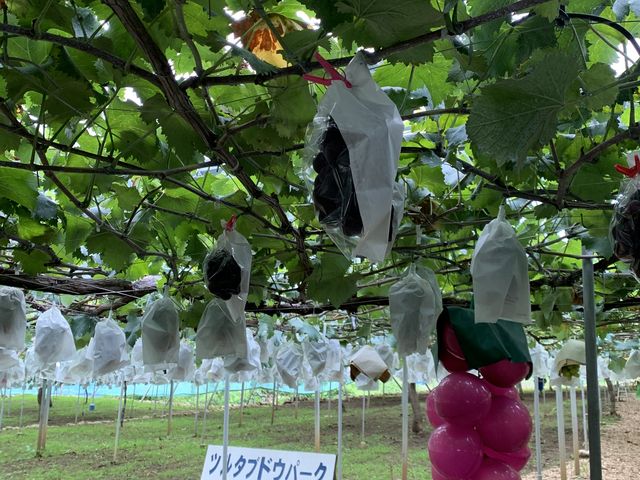 パーク内の写真です。_ツルタブドウパーク