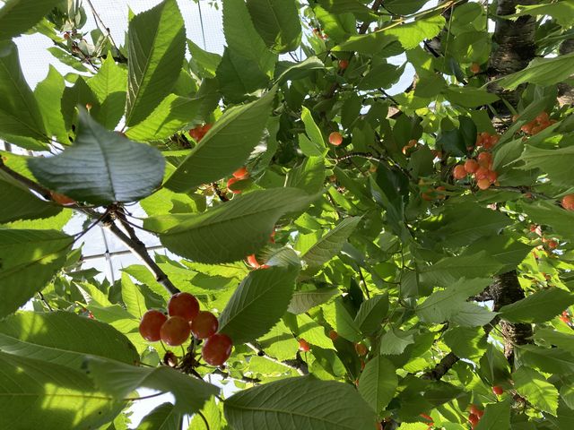 さくらんぼ(^^)_奥さくらんぼ農園