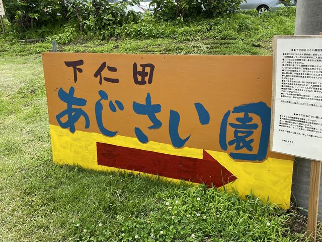 来る途中のぼりがあり迷いません。_下仁田あじさい園