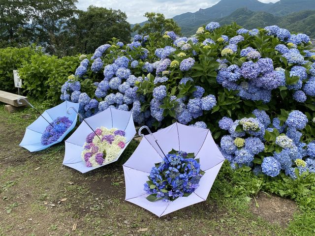 かわいい展示。_下仁田あじさい園