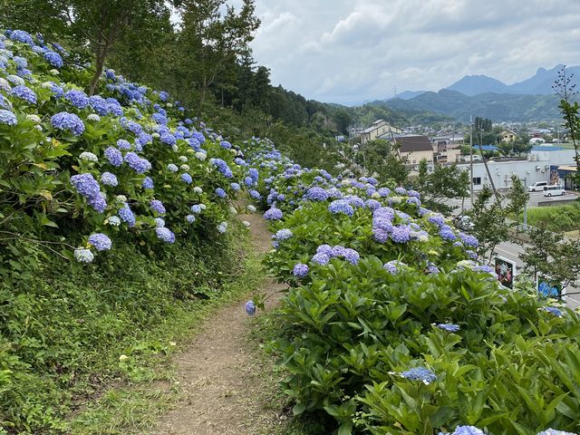 種類もいろいろです。_下仁田あじさい園