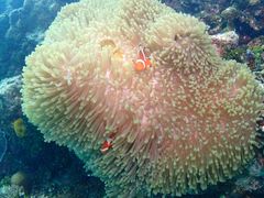 おおのさんのDIVING SHOP RYAAANへの投稿写真2