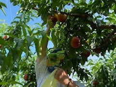 サッチャーさんの御坂農園グレープハウスへの投稿写真2