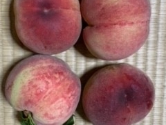 サッチャーさんの御坂農園グレープハウスへの投稿写真3