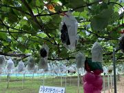 花椿さんのツルタブドウパークの投稿写真1