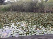 こんぱらさんの鶴ケ池の投稿写真3