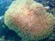 おおのさんのDIVING SHOP RYAAANへの投稿写真2