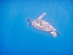 けいさんの石垣島シュノーケルツアーへの投稿写真1