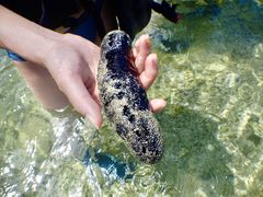 けいさんの石垣島シュノーケルツアーへの投稿写真4