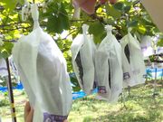 mitanさんの観光農園 吉次園の投稿写真1