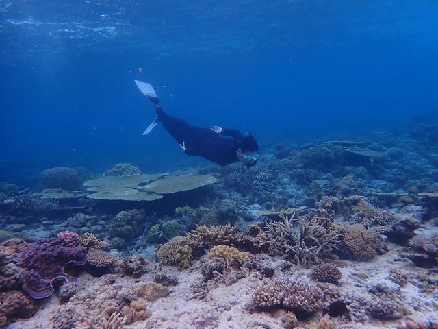 綺麗な海、珊瑚や魚。テレビではなく、一度は自分の目で〜オススメします。_DRIFTER