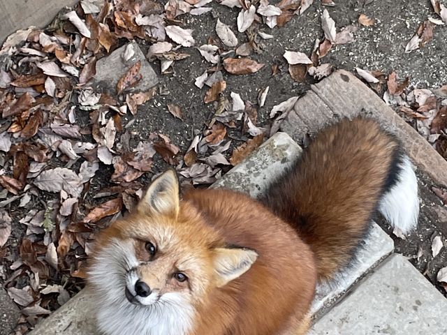 可愛い!_宮城蔵王キツネ村