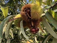 鹿沼ひざつきフルーツプラザの写真1