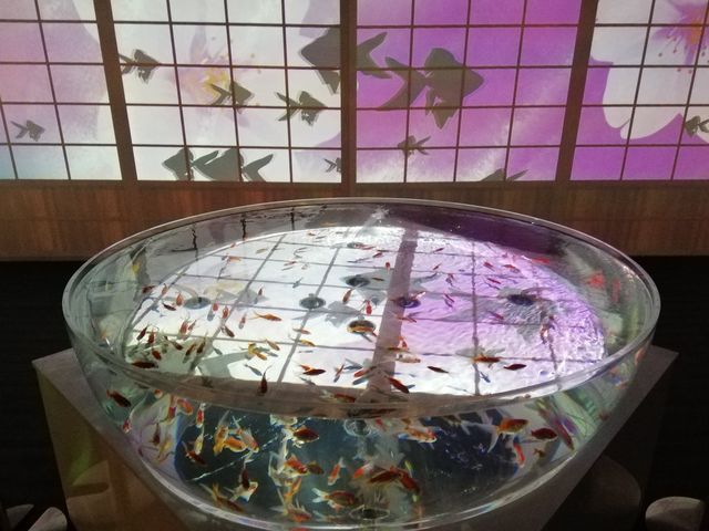 壁も映像が流れたりして楽しめました。_奈良金魚ミュージアム(NARA KINGYO MUSEUM)
