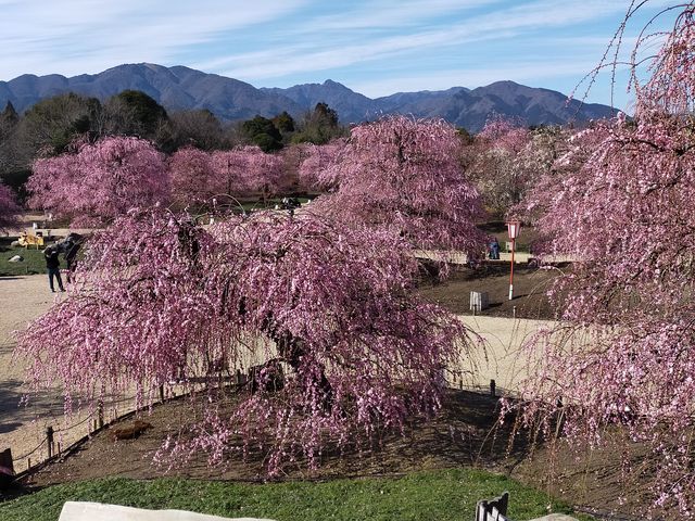 鈴鹿の山々と枝垂れ梅_鈴鹿の森庭園