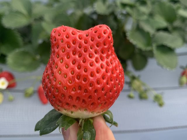 美味しすぎました_ANN