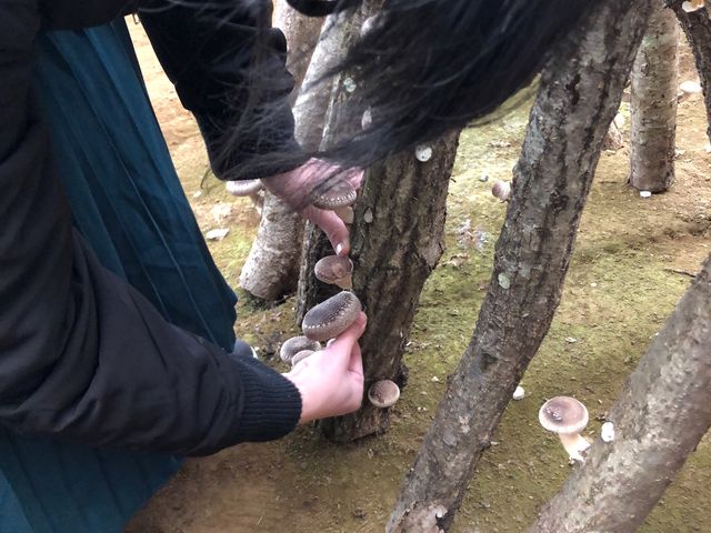 なつさんの修善寺しいたけの里の投稿写真1