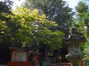 こぼらさんの梛の投稿写真4