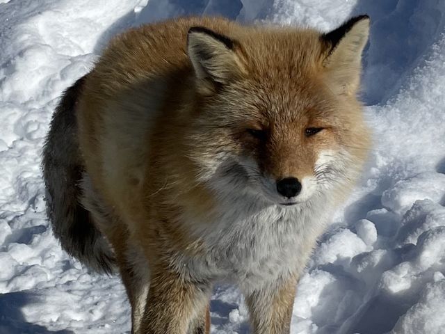 キタキツネ_札幌通運クラブゲッツ