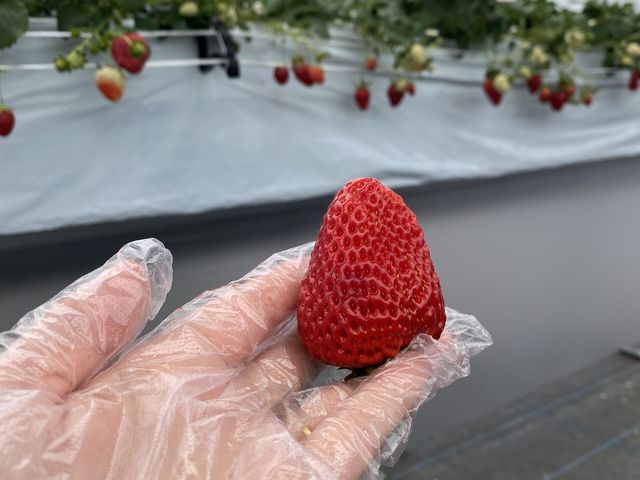 大きい!_川戸ファーム