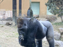 くうとんさんの京都市動物園への投稿写真1