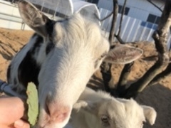 やまちゃんふぁーむ「いちご畑」の写真2