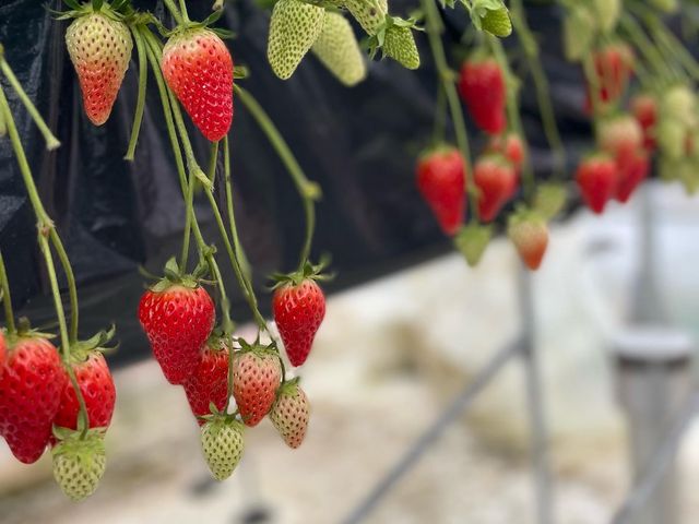沢山食べ頃のイチゴが育っていました_いちごの森 あおやま