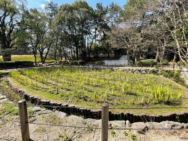 準備中_夜宮公園の花しょうぶ