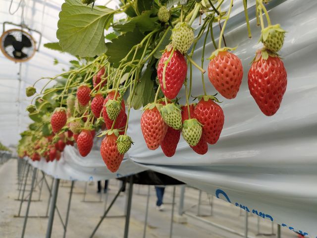 苺大量_いちご屋 くろべえ