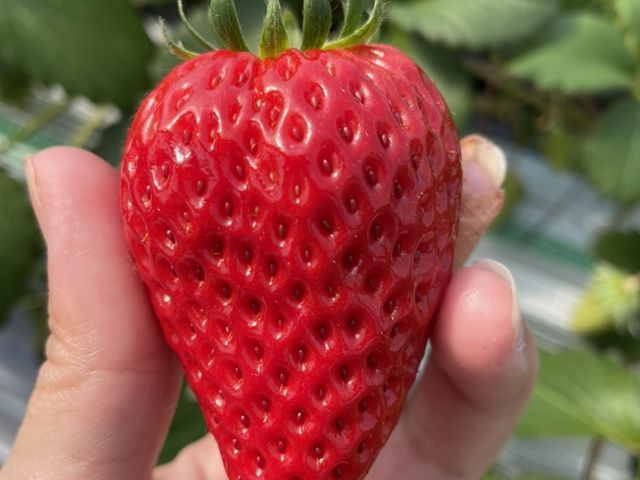 大粒です!_秋本農園