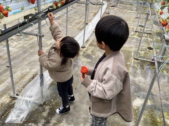 子ども達も苺を獲るのを楽しんでいました!_稲鍵ファーム(有馬富士)