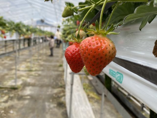 小粒もあれば大粒もあって、どの苺も美味しかったです!_稲鍵ファーム(有馬富士)
