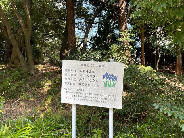 花しょうぶ_夜宮公園の花しょうぶ
