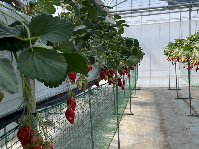フラットで取りやすい棚_いちご園藤田