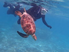 にしざわさんのマリンヴィレッジ奄美への投稿写真1