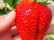 きよしさんの日光いちご園 渡辺の投稿写真1